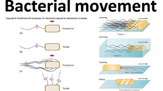 Bacterial movement using flagella [upl. by Eytak]