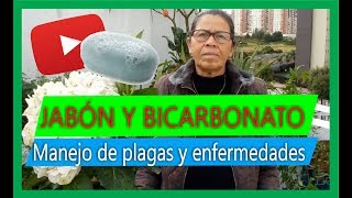 Cómo hacer un fungicida casero con bicarbonato y jabón Sorprendente [upl. by Pedroza]