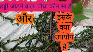 हड्डी जोड़ने वाला पौधा कौन सा होता है और इसका क्या उपयोग है [upl. by Eraste]