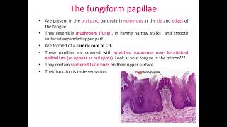 Histology of the oral cavity Digestive system part 1 [upl. by Fonsie]