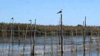 La Albufera de Valencia [upl. by Gideon]