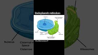 endoplasmic reticulum💯 biology iscience education shorts viralshorts trendingshorts [upl. by Essila638]