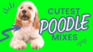 Top 9 Cutest Small Poodle Hybrid Breeds  Designer Doodle Dogs [upl. by Llenram]