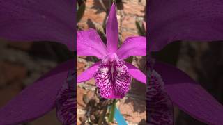 Hermosa Laelia speciosa mexico orquideas flores plants shorts [upl. by Aikemal919]