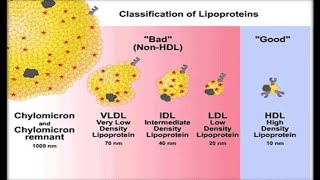 Lipoproteins biochemistry [upl. by Aketahs]