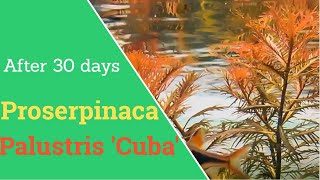 Proserpinaca Palustris cuba 30 day timelapse  Mermaid Weed [upl. by Assirrem]