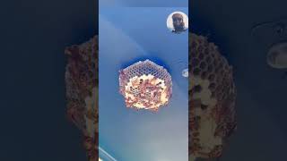 wasp nest in gasoline shorts shortvideo gasoline [upl. by Shifra268]