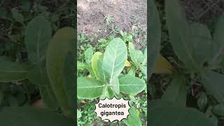 Calotropis plant love natural plants [upl. by Hakon]