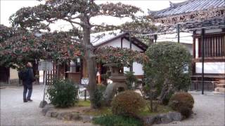 Chuguji Temple （中宮寺） Ikaruga Town Nara Prefecture [upl. by Lovering]