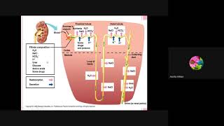 Selective Reabsorption and tubular secretion in nephron [upl. by Nahraf]