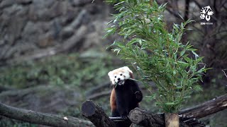 Zoo Praha Nové jméno pro samečka pandy červené [upl. by Savart]