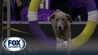 Hogan the Weimaraner wins the 24quot class in the Masters Agility Championship  Westminster [upl. by Alegnave]