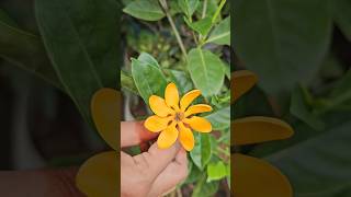 Colour changing golden gardenia గోల్డెన్ గోవర్ధనపువ్వు gardenia mygarden gardening shortvideo [upl. by Liva]