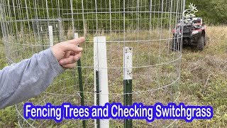 Fencing Trees and Checking Our Switchgrass and Cuttings [upl. by Melena67]