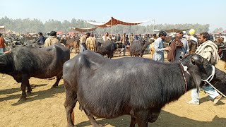 buffalo mandi fresh price Layyah today [upl. by Aryhs128]