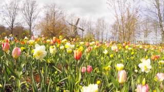 La fioritura dei tulipani in Olanda  Go Pro  Amsterdam Utrecht [upl. by Christabelle]