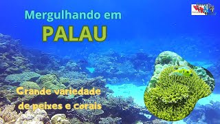 Mergulhos em Palau [upl. by Nedle]