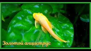 Золотой анциструс Dolichopterus var albino [upl. by Annoel]