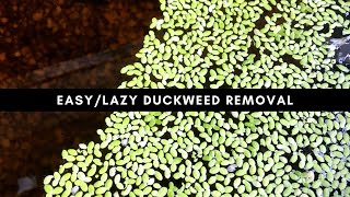 Remove duckweed from a pond the lazy way [upl. by Wolgast]