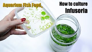 How to culture infusoria  aquarium fish food [upl. by Binni]