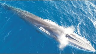 DARWIN200  northern fin whales Balaenoptera physalus physalus in the Bay of Biscay [upl. by Yticilef]