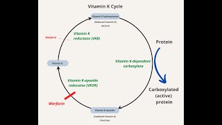 Vitamin K Cycle Steps and Enzymes  Vitamin K quinone Hydroquinone Epoxide [upl. by Moia]