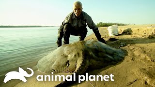 The Biggest Monsters of Season 3  River Monsters  Animal Planet [upl. by Gudrin]