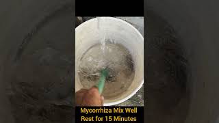 Mycorrhiza How to use in terrace garden [upl. by Drarehs]