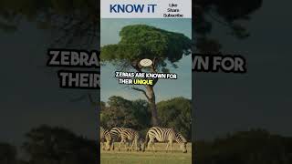 10 Facts on Zebras  KNOW iT [upl. by Notnarb]