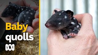 Baby eastern quolls born in captivity give hope for extinction reversal  ABC Australia [upl. by Brendan159]