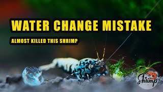 WATER CHANGE MISTAKE THAT ALMOST KILLED MY BOA SHRIMPS [upl. by Ttoille]