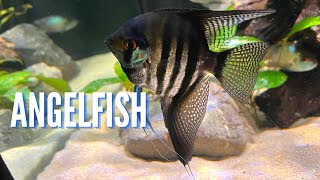 Freshwater Angelfish  Complete Care Guide amp Species Profile [upl. by Marissa872]