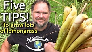 5 Tips How to Grow a Ton of Lemongrass at Home [upl. by Icats953]