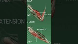 Antagonistic Movement Of MusclesMuscles movementshortsshorts feedviral [upl. by Geordie]