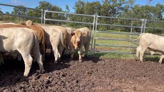 Weaned Charolais Cross Steers [upl. by Ahtis901]