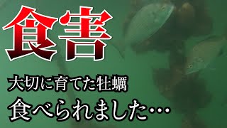 【食害】大切に育てた牡蠣が食べられました [upl. by Atirat]