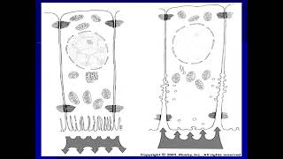 6 Amelogenesis 2 master 2021 [upl. by Zoldi]