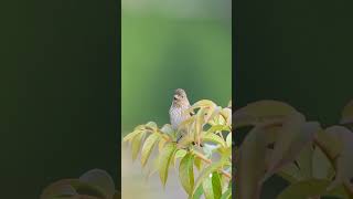 রাবণধারা শীতে ঘোরার নতুন ঠিকানা  Rabandhara tour  Rabandhara nature camp  Rabandhara waterfalls [upl. by Azeel]