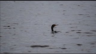 Cormorant Diving at Rye Harbour [upl. by Ereynihc]