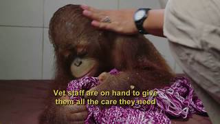 Orangutan Jungle School No One Likes Being Sick [upl. by Yeliw8]