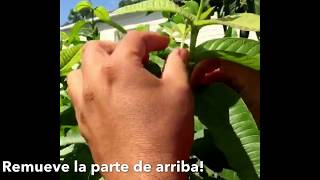 Como hacer para que un árbol de guayaba de más fruto [upl. by Kushner58]