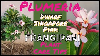 Dwarf Singapore PinkPlumeriaChampa Plant Care TipsHow To Grow Frangipani from stem cutting [upl. by Nannerb]