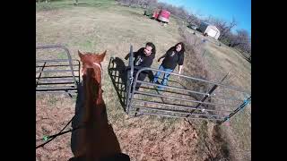 Retraining thoroughbred mare [upl. by Lizzy]