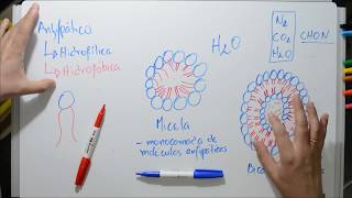 Transportes de Membrana  01 Origem da bicamada lipídica  Fisiologia Celular [upl. by Thackeray]
