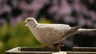 Interesting facts about ring necked dove by weird square [upl. by Wiltsey]