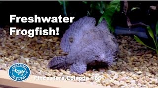 Freshwater Frogfish Fincasters Episode 165 [upl. by Kirred984]