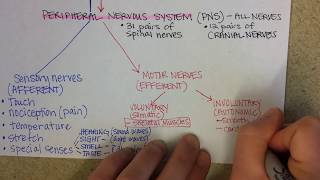 Nervous System Overview [upl. by Adelheid]