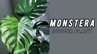 repotting Technique and Caring Tips For Monstera Plant  Monstera Indoor Plant [upl. by Yleve]