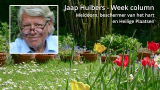 Jaap Huibers  Week column  Meidoorn beschermer van het hart en ‘heilige plaatsen’ [upl. by Caresse]