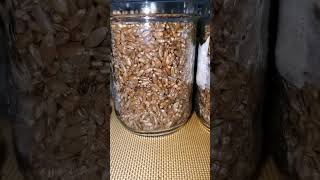 Organic rye grain spawn prep [upl. by Brett]